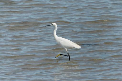 エレガント・ウォーク シラサギ,野鳥,屋外の写真素材