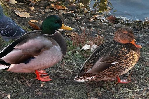 鴨のペア 鴨のペア マガモ,マガモのカップル,ペアの写真素材