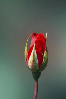 Single rose flower 8, JPG