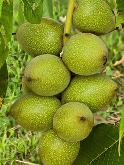 胡桃の実 クルミ,胡桃,木の実の写真素材