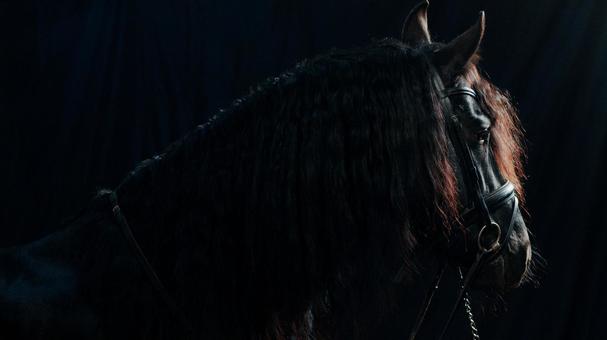 光の当たる格好いい黒い馬の横顔 光の当たる格好いい黒い馬の横顔の写真