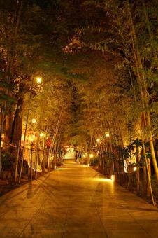 深夜の熱海、来宮神社参道 深夜の熱海、来宮神社参道 来宮神社,神社仏閣,境内の写真素材