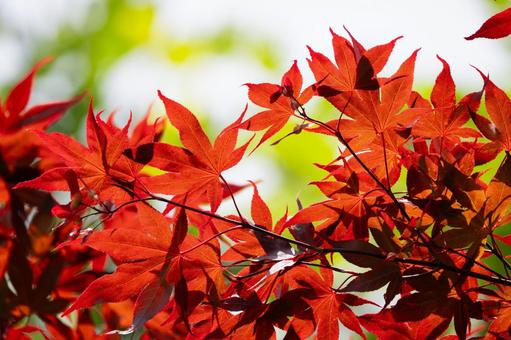 Maple Leaves ⒅, JPG Maple Leaves ⒅, JPG