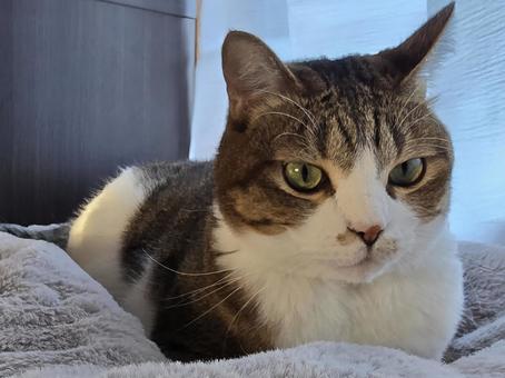 まったりする猫の写真