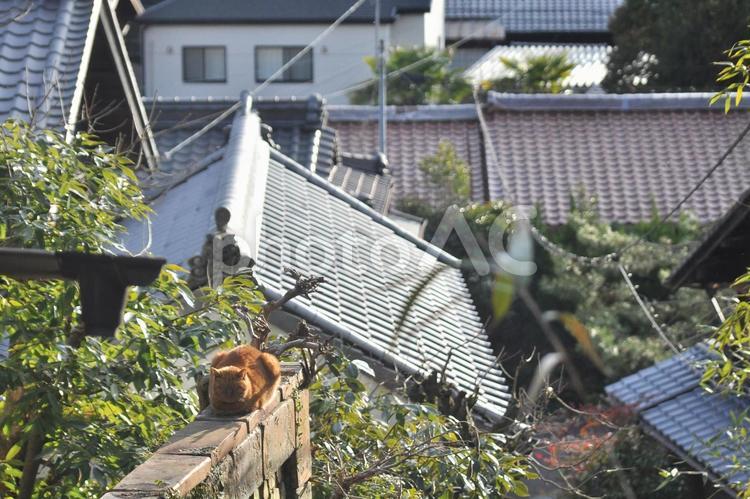 猫のいる風景 猫,ネコ,瓦屋根の写真素材