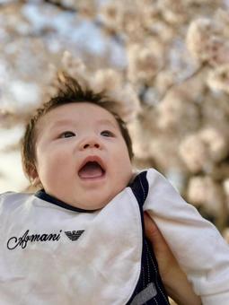 赤ちゃんと桜 赤ちゃんと桜の写真