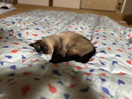 布団の上で横になる猫 布団の上で横になる猫 シャム猫,昼寝,保護猫の写真素材