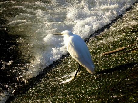 10月、川の斜面で獲物を待つコサギ コサギ,白鷺,鳥の写真素材