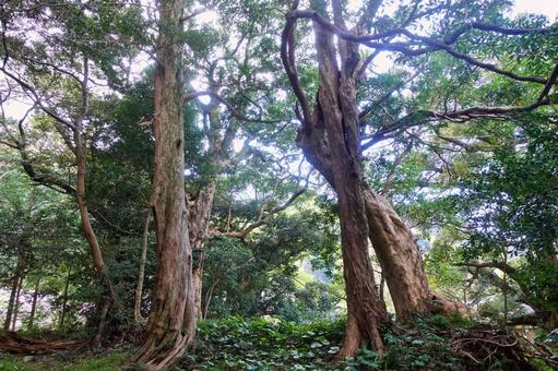 大沢 山神社のタブノキの群生 大沢 山神社のタブノキの群生の写真