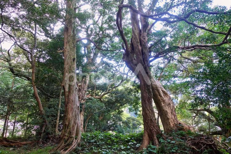 大沢　山神社のタブノキの群生 山神社,タブノキ,林の写真素材
