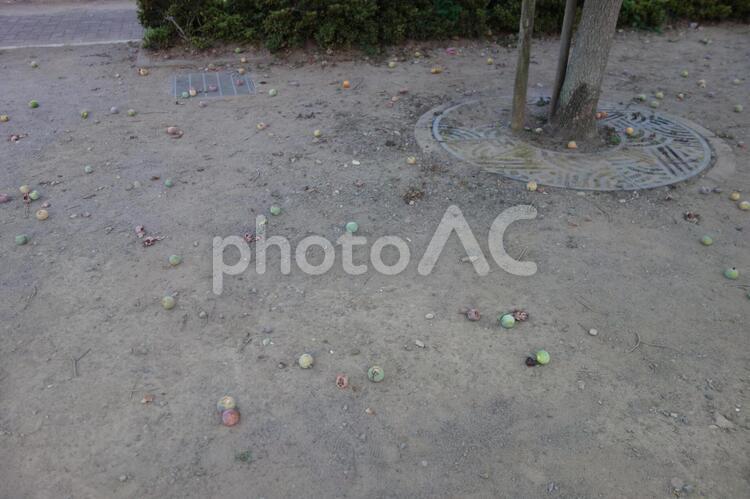地面に落ちた梅の実 梅,梅の実,実の写真素材