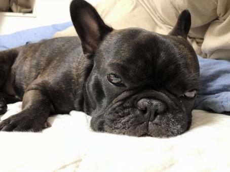 法國鬥牛犬 法國鬥牛犬