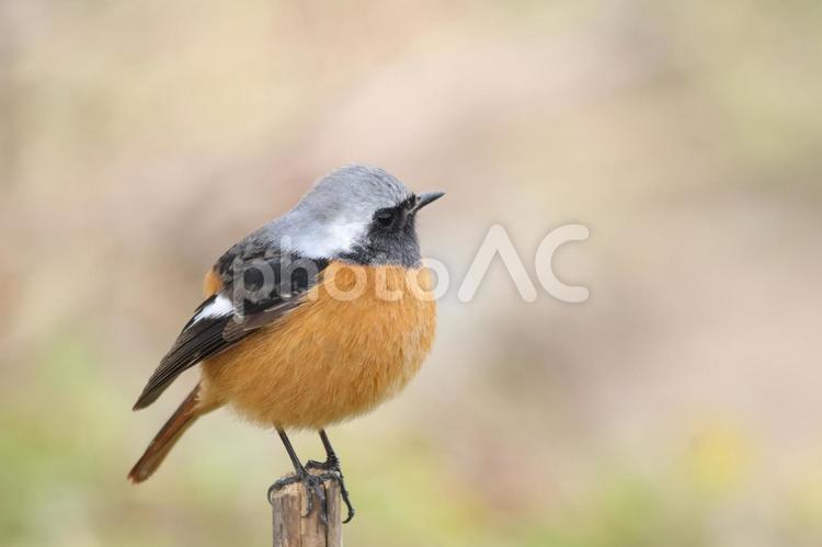まん丸に膨れているジョウビタキ ジョウビタキ,冬鳥,渡り鳥の写真素材