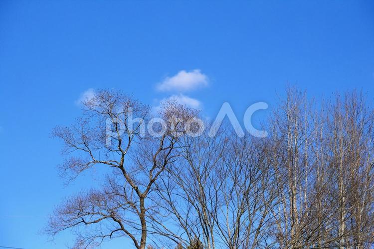 落葉樹と冬の青空 青空,雲,樹の写真素材