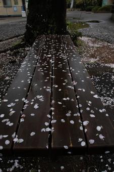 濡れた桜の花びら 濡れた桜の花びらの写真