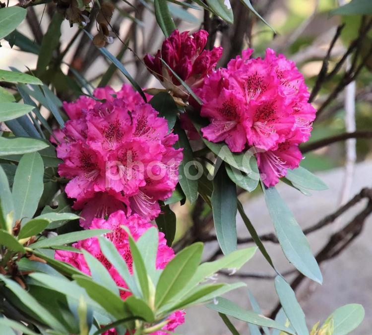鮮やかなシャクナゲ鮮やかなの花 花,花びら,植物の写真素材
