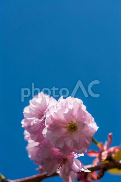 サクラの花　さくら素材 サクラ,さくら,桜の写真素材