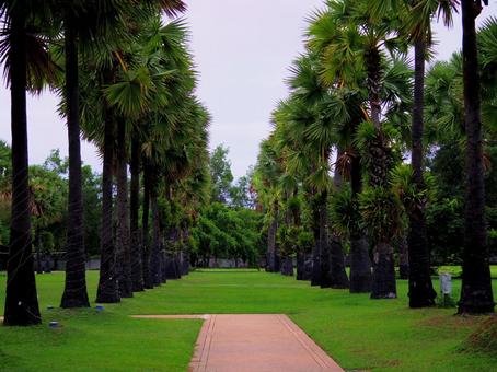 並木道 木,風景,並木道の写真素材