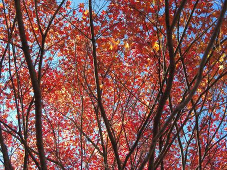 紅葉風景 紅葉風景 紅葉,秋,青空の写真素材