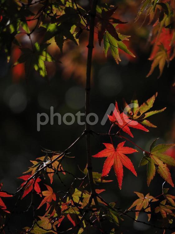 紅葉　街の風景 紅葉,もみじ,空の写真素材