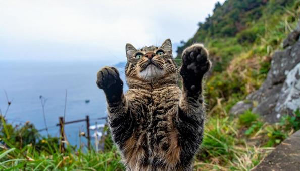 獲物を狙って上に手を伸ばす猫 獲物を狙って上に手を伸ばす猫の写真