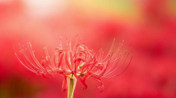 陽の当たる彼岸花曼珠沙華リコリスのアップ 彼岸花,花,曼珠沙華の写真素材