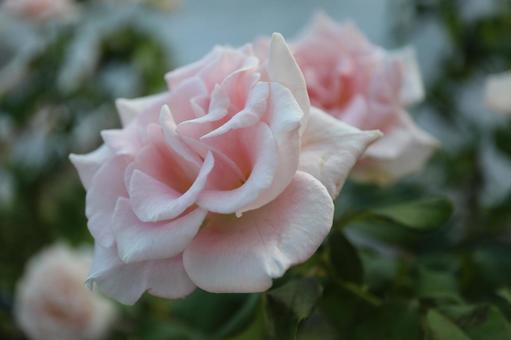 バラ園に咲く淡い薔薇を撮りましたの写真