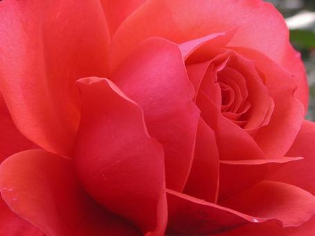 バラ・薔薇 クローズアップ バラ・薔薇 クローズアップの写真