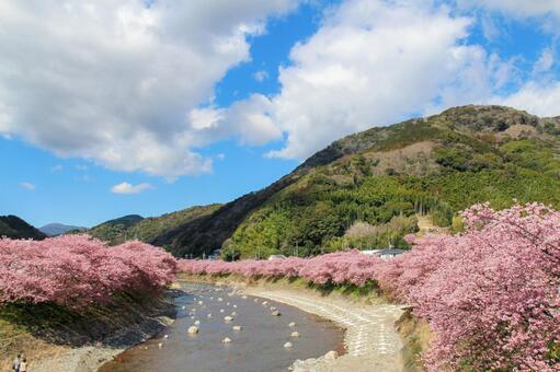 青空に映える満開の河津桜 桜,河津桜,春の写真素材