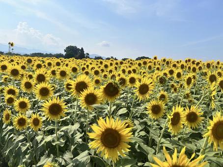 ひまわり3 ひまわり3 ひまわり,向日葵,花の写真素材