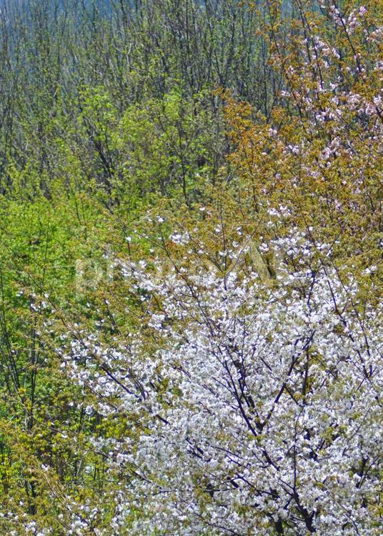 山桜と雑木林の新緑 春,開花,新緑の写真素材