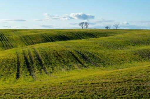 晩秋の牧草地、光と影が描く丘の波 丘,樹木,牧草地の写真素材