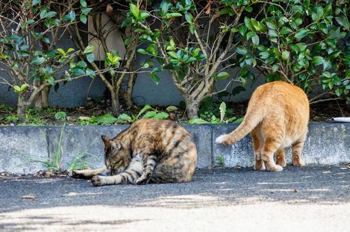 猫(235) 猫(235)の写真