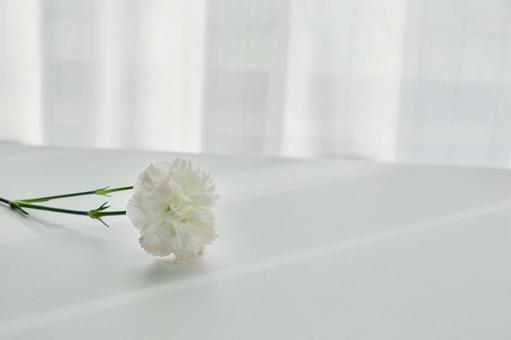 穏やかな光と綺麗なカーネーションの生花 背景,生花,花の写真素材