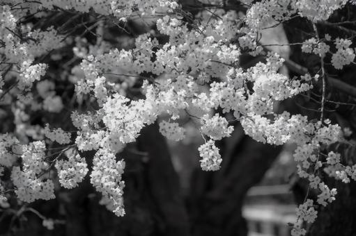 艶やかに満開の桜 艶やかに満開の桜の写真