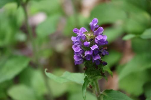 アポイギキョウの紫色の花のアップ アポイギキョウ,紫色,花の写真素材