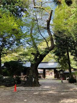 駒形神社 御神木 長寿桜 駒形神社 御神木 長寿桜 駒形神社,岩手県奥州市,陸中国一宮の写真素材