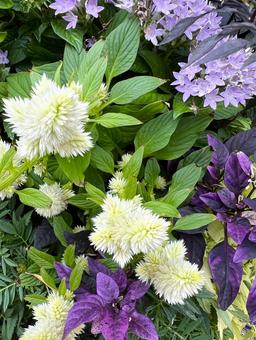 上品カラーの寄せ植えの写真