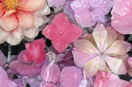 梅雨のオアシスの写真