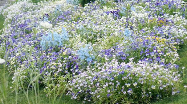 スプリングガーデン-1814 スプリングガーデン-1814の写真