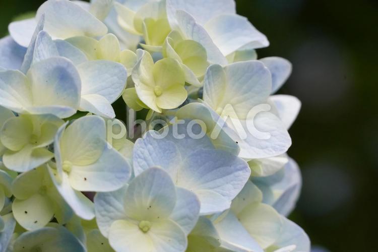 明月院のアジサイ 紫陽花,アジサイ,梅雨の写真素材