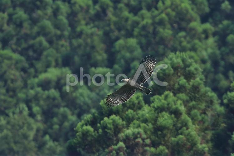 令和元年6月生まれのクマタカ幼鳥 野鳥,猛禽類,クマタカの写真素材