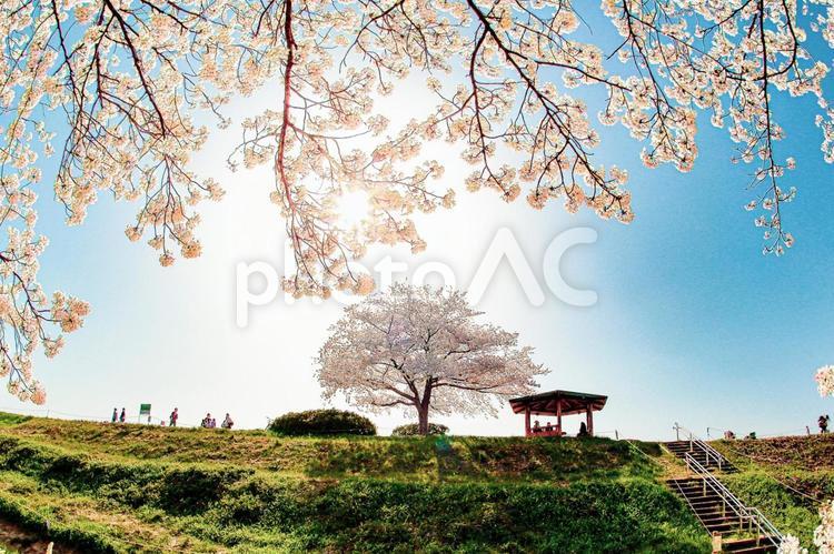 桜写真　丘の上にある１本桜が輝く風景 春,spring,3月の写真素材