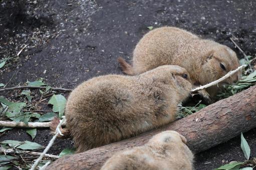 オグロプレーリードッグのいる動物園 オグロプレーリードッグのいる動物園 オグロプレーリードッグ,動物園,小動物の写真素材