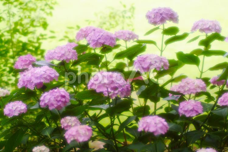 美しい紫陽花_ソフトイメージ 紫陽花,あじさい,アジサイの写真素材