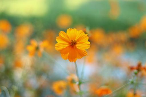 Blurred shot of yellow cosmos blooming on a bank, JPG