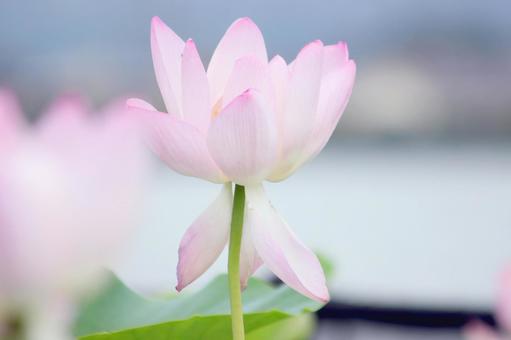 蓮の花 蓮の花の写真