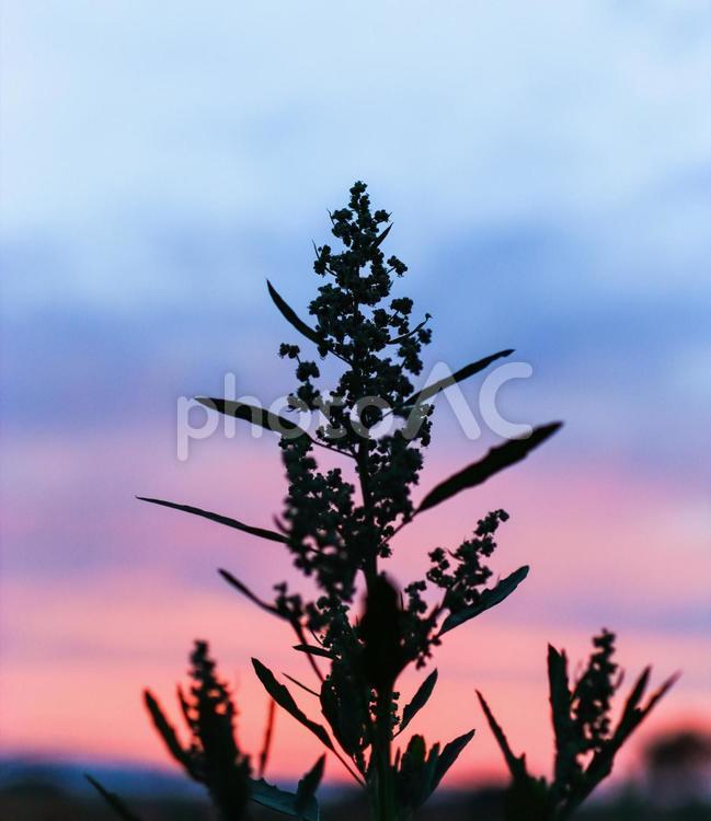 夕暮れ 夕暮れ,淡い,自然の写真素材