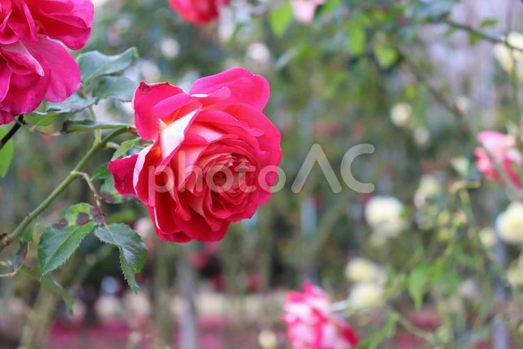 日本生まれの赤い薔薇、希望 薔薇,花,植物の写真素材