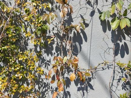 壁一面を蔦が覆う 植物,壁,影の写真素材